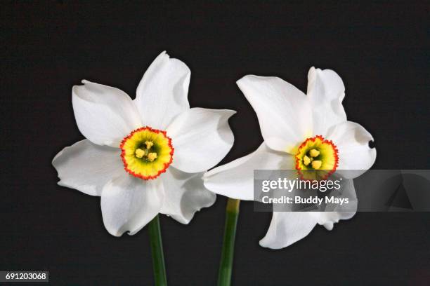 narcissus poetica wildflower - poetica stock pictures, royalty-free photos & images