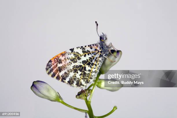 sara's orangetip butterfly - aconitum carmichaelii stock pictures, royalty-free photos & images