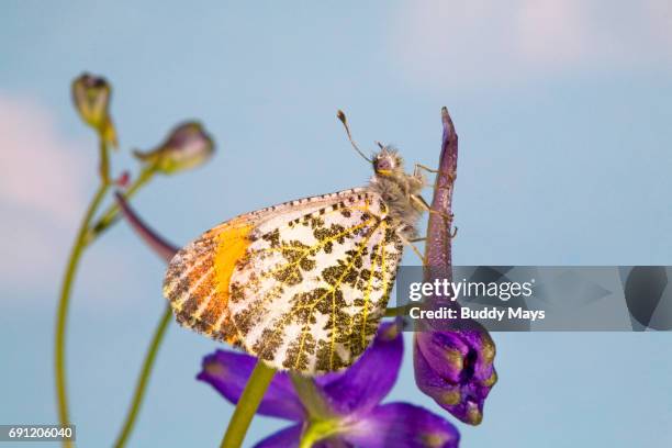 sara's orangetip butterfly - aconitum carmichaelii stock pictures, royalty-free photos & images