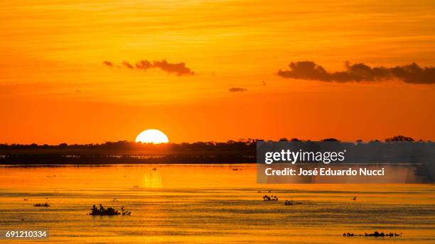 the magic of the pantanal - silhueta stockfoto's en -beelden