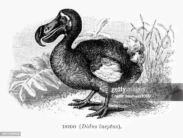 ilustraciones, imágenes clip art, dibujos animados e iconos de stock de pájaro dodo, didus ineptus, grabado, 1892 - dodo