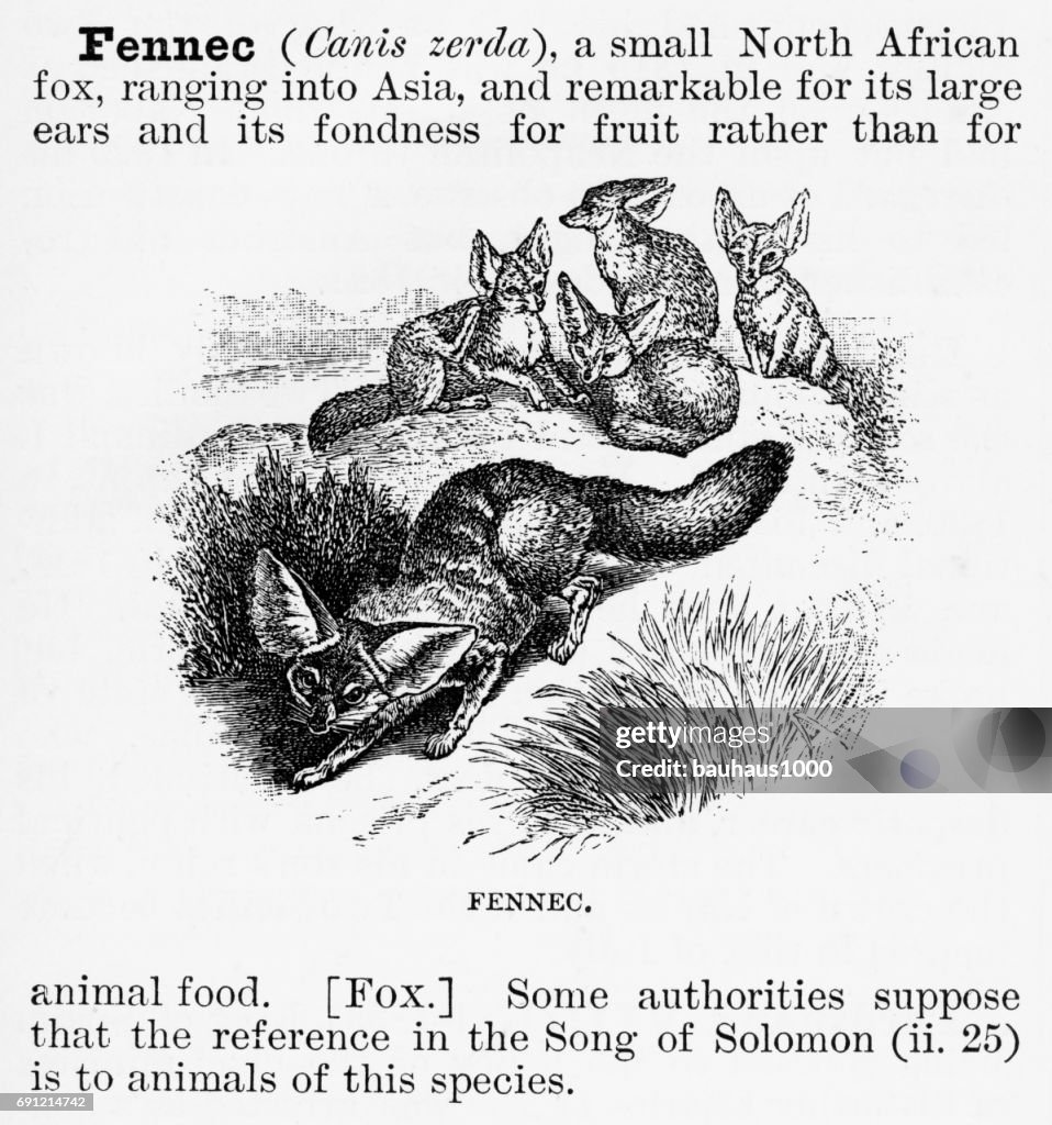 Fennec, Engraving, 1892