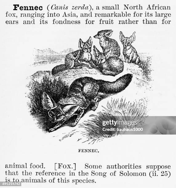 fennec, engraving, 1892 - burrow stock illustrations