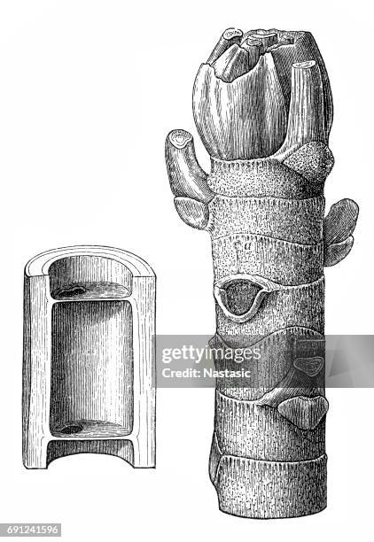 the ambay ( cecropia adenopus ) - cecropia tree stock illustrations