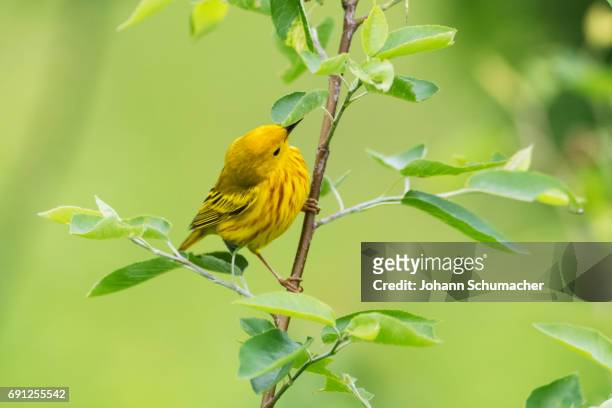 male yellow warbler in late may - chipe amarillo fotografías e imágenes de stock
