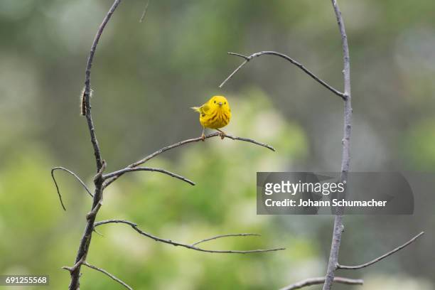yellow warbler in spring - chipe amarillo fotografías e imágenes de stock