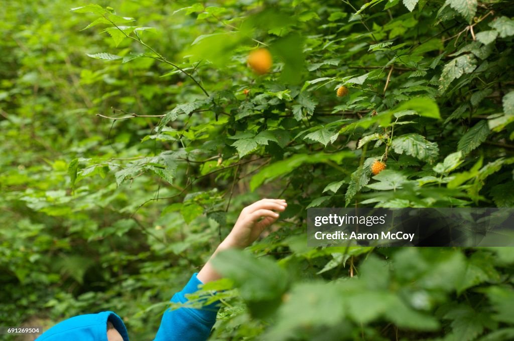 Berry picking
