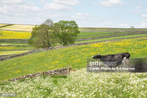 cow smelling the air in a summery landscape - hahnenfuß stock-fotos und bilder