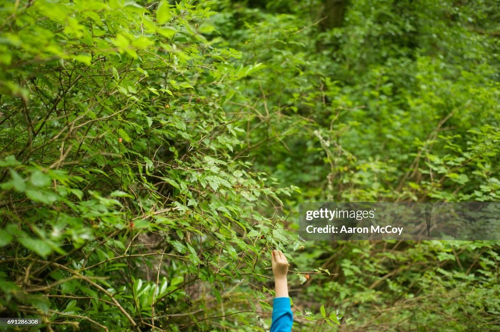 Picking Salmon Berries