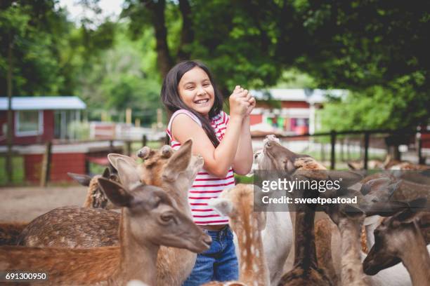 girl at a petting zoo - zoo stockfoto's en -beelden