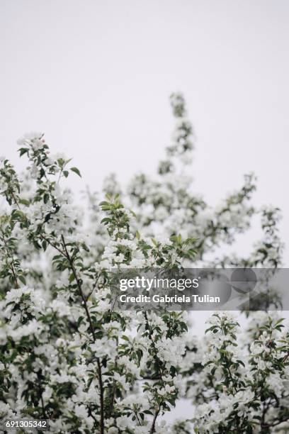 white flowers - flores blancas stock pictures, royalty-free photos & images