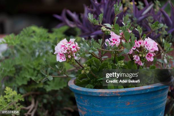 pink geranium - peppermint geranium stock pictures, royalty-free photos & images