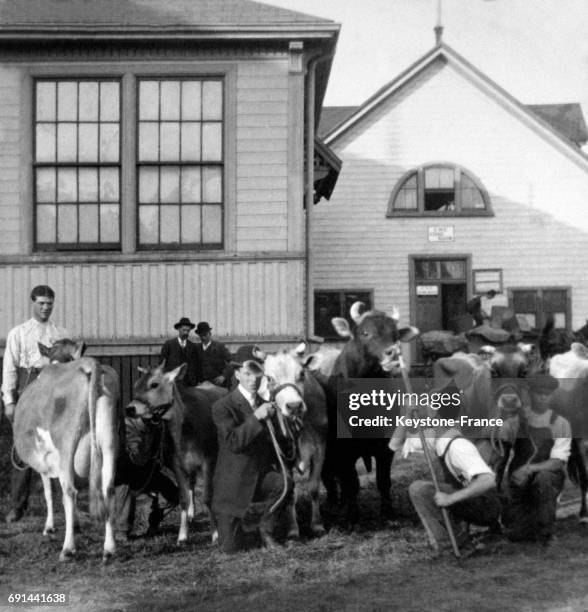 Bétail bovin de la race Jersiaise sur l'ile de Jersey, Royaume-Uni au début du XXe siècle.