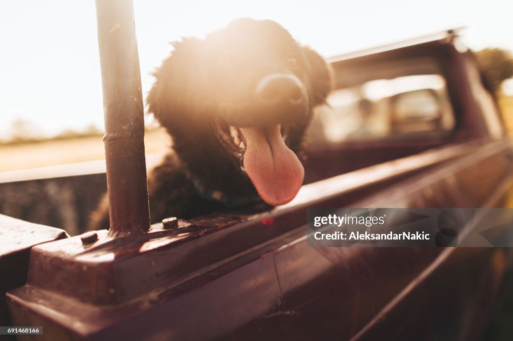 Dog in a pick-up truck