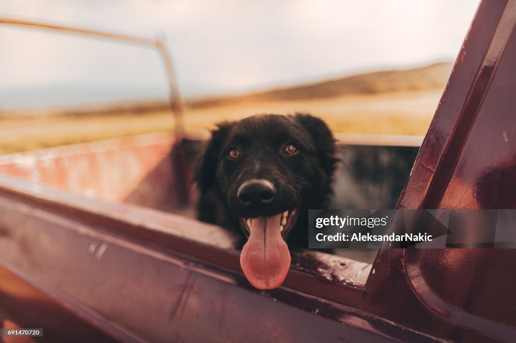 Hund in einen Pick-up-truck