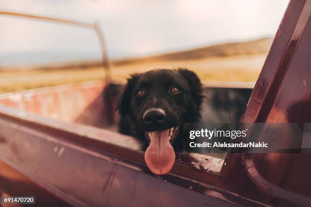 perro en una camioneta - perro adiestrado fotografías e imágenes de stock