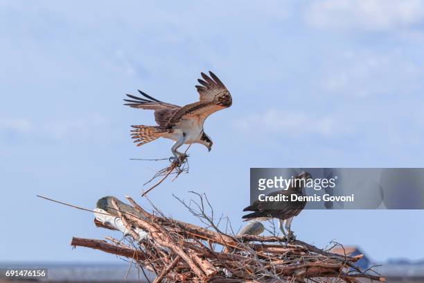 ospreys build a nest - kitty hawk beach stock pictures, royalty-free photos & images