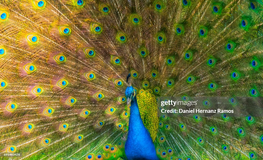 Indian peafowl feathers close up head with spread wings. Pavo cristatus