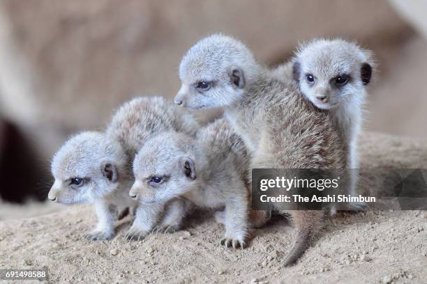 Meerkat quadruplets are seen at Chiba Zoological Park on June 1, 2017 in Chiba, Japan. The quadruplets were born end of last month.