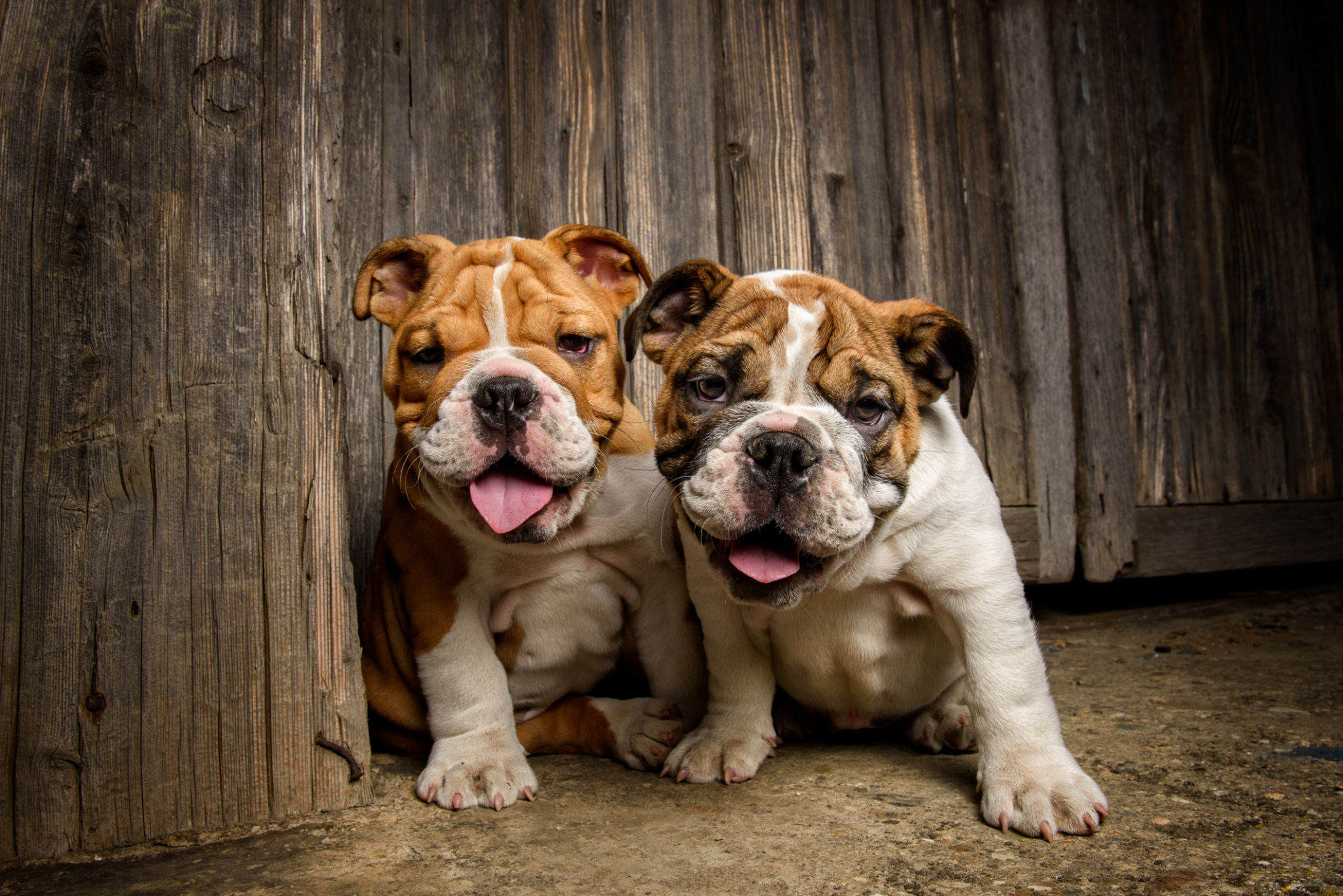 dog group