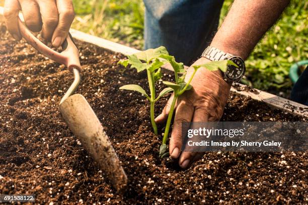 close up of a man using a trowel to plant a small cucumber plant - man planting garden stock pictures, royalty-free photos & images