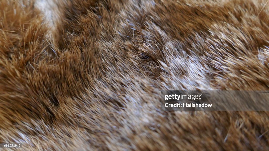 Otter fur close-up
