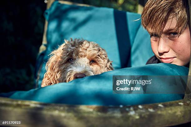 1,717 Cockapoo Images Stock Photos, High-Res Pictures, and Images ...
