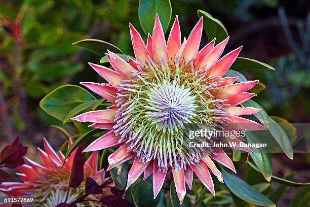 botanical gardens melbourne - protea stock pictures, royalty-free photos & images