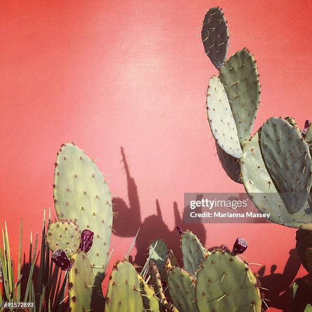 a cacti in front of a pink wall - marianna wall stock pictures, royalty-free photos & images