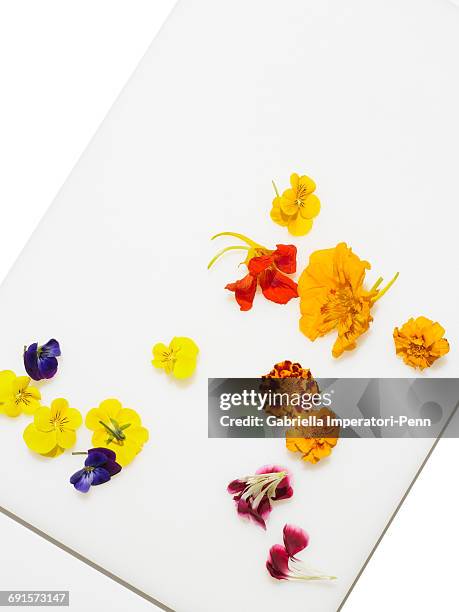 flowers - gabriella imperatori penn stock pictures, royalty-free photos & images