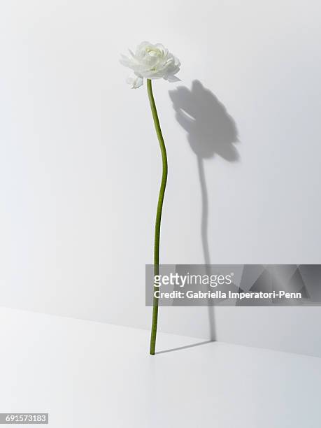 flowers - plant stem stock pictures, royalty-free photos & images