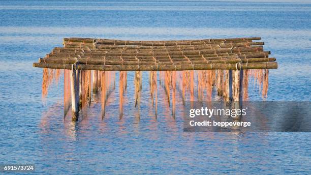 mussel cultivation - risorse sostenibili stock pictures, royalty-free photos & images