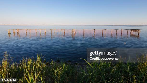 mussel cultivation - cibi e bevande stock pictures, royalty-free photos & images