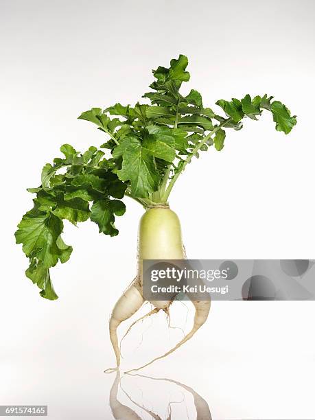 form - root vegetable stockfoto's en -beelden