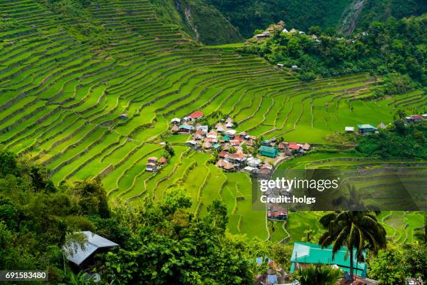 terraços de arroz batad perto banaue, filipinas - terraceamento de arroz - fotografias e filmes do acervo