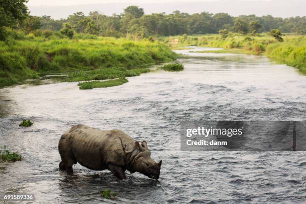 big rhino in a river in chitwan park, nepal - chitwan - fotografias e filmes do acervo