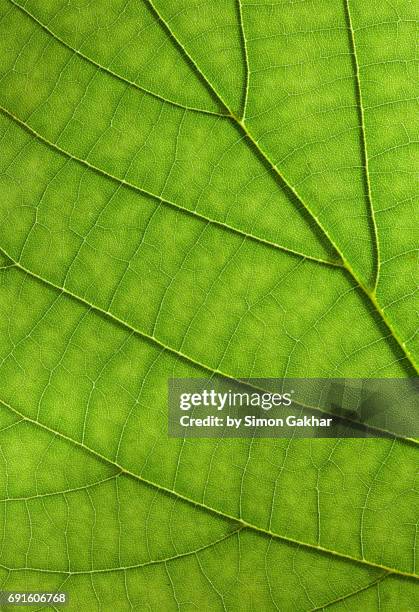 shadow effect back lit leaf at high resolution showing extreme detail - vascular tissue stock pictures, royalty-free photos & images