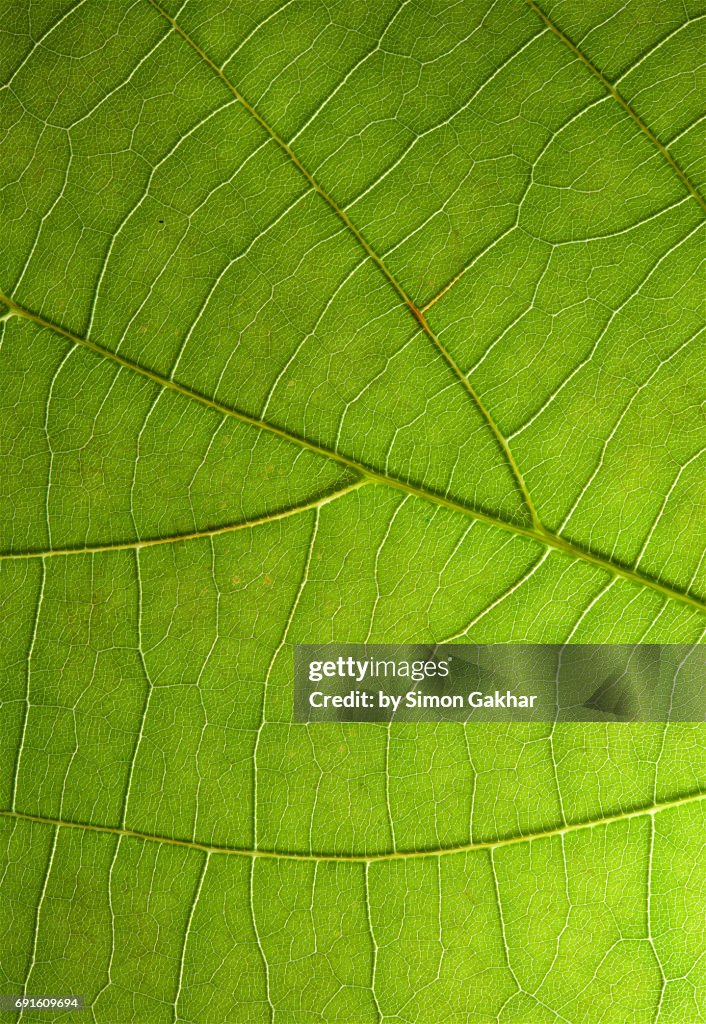 Shadow Effect Back Lit Leaf at High Resolution Showing Extreme Detail