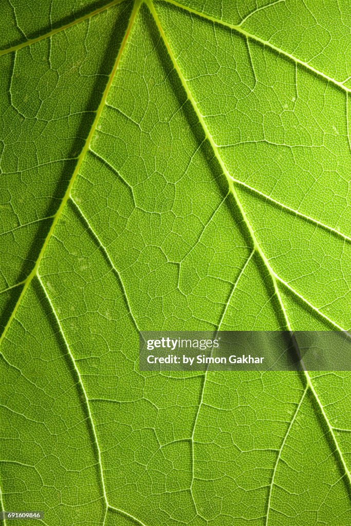 Shadow Effect Back Lit Leaf at High Resolution Showing Extreme Detail