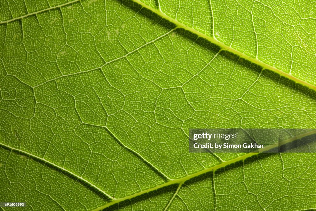 Shadow Effect Back Lit Leaf at High Resolution Showing Extreme Detail