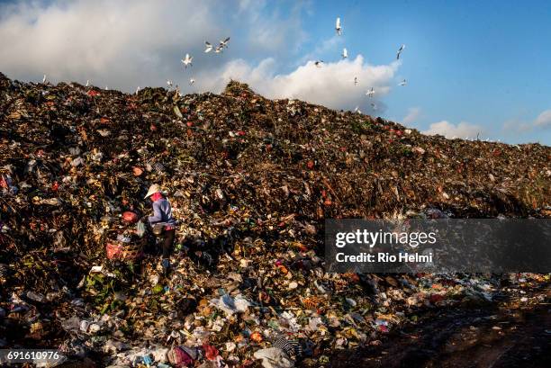 Ragpicker/scavenger is almost hidden as she works her way rapidly through new incoming loads of rubbish for higher value recyclable items at the...