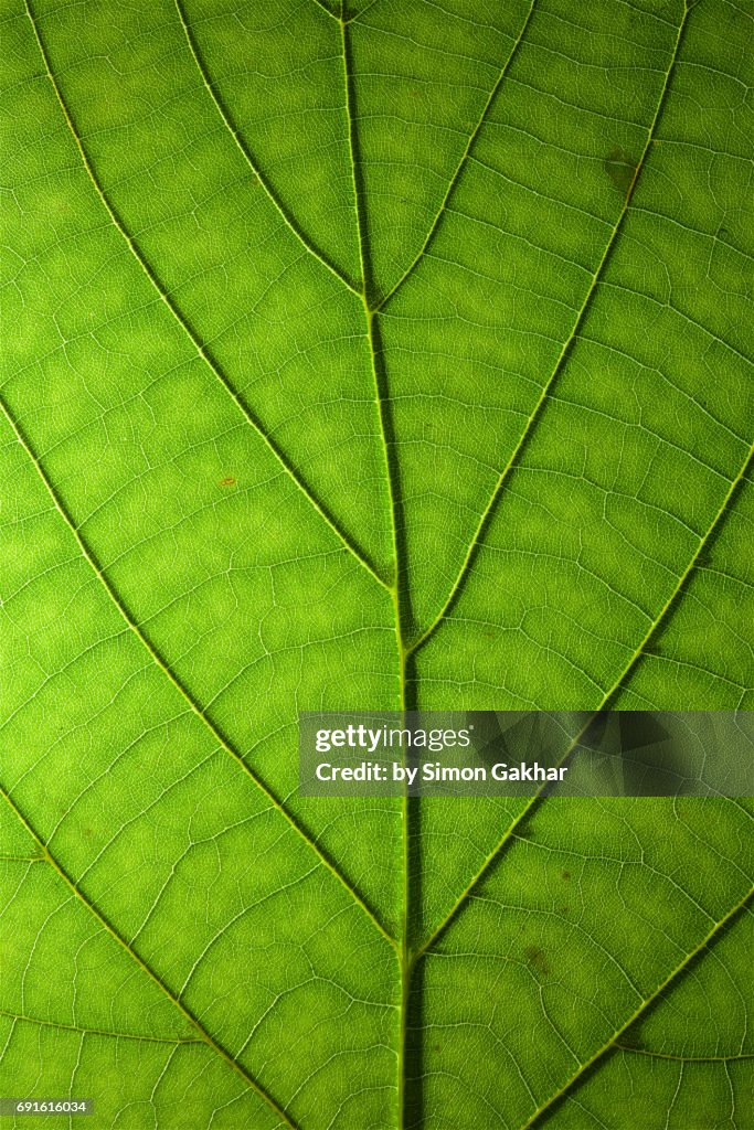 Shadow Effect Back Lit Leaf at High Resolution Showing Extreme Detail
