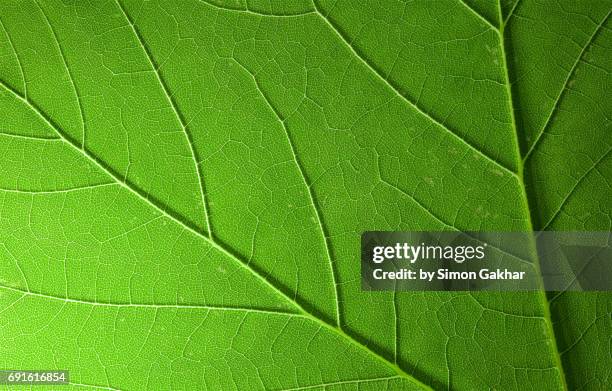 shadow effect back lit leaf at high resolution showing extreme detail - vascular tissue stock pictures, royalty-free photos & images