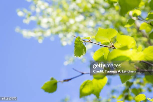 close-up of verdant leaves in a birch in the springtime. blue sky background. - finnish nature stockfoto's en -beelden