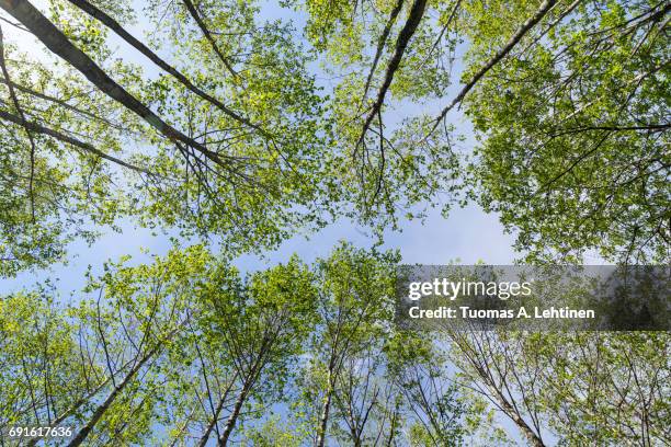 verdant trees in a forest viewed from below in the summer. - finland spring stock pictures, royalty-free photos & images