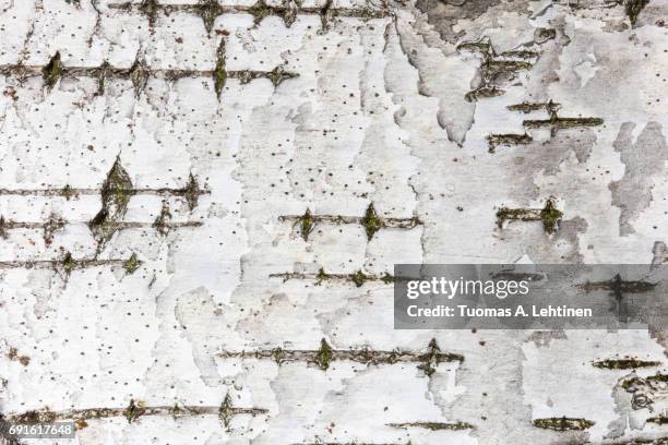 close-up of birch tree's bark texture background. - betula pendula fotografías e imágenes de stock