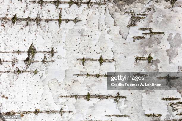 close-up of birch tree's bark texture background. - berk stockfoto's en -beelden