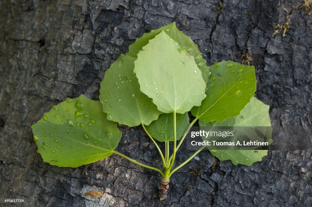 Aspen's leaves on a tree trunk