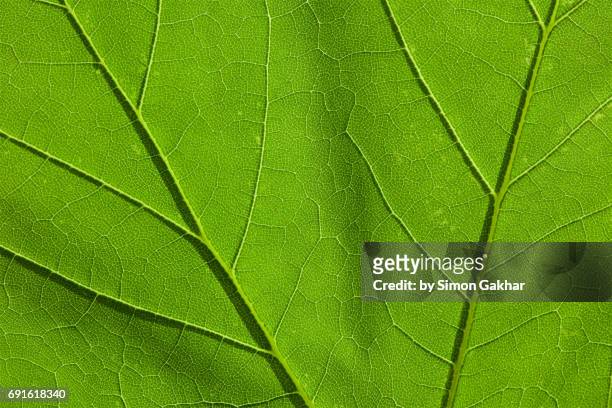 shadow effect back lit leaf at high resolution showing extreme detail - vascular tissue stock pictures, royalty-free photos & images