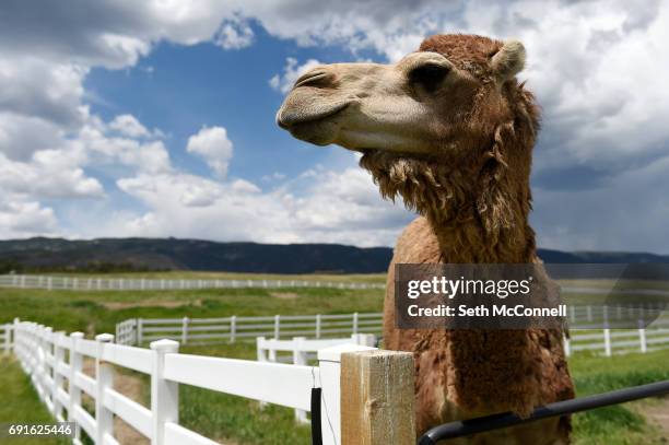 Han Solo the Camel waits to be fed fruit at Zoology Foundation's animal sanctuary on May 31 in Larkspur, Colorado. The Zoology Foundation runs a...